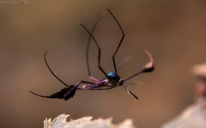 Sabethes Cyaneus - Nyamuk Paling Cantik Di Dunia