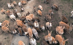 Sejarah Hitam Pulau Arnab Lokasi Pelancongan Popular Jepun - Okunoshima