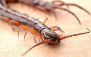 Semua Yang Anda Patut Tahu Tentang Lipan Bara (Scolopendra Subspinipes)